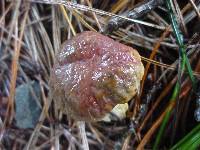 Hortiboletus bubalinus image