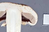 Agaricus californicus image