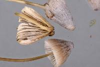 Mycena filopes image