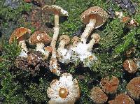 Cystoderma clastotrichum image