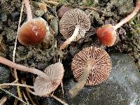 Psathyrella bipellis image