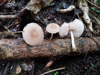 Pluteus minor image