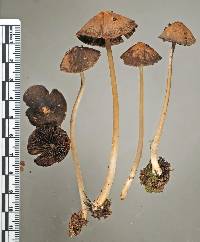 Psathyrella prona image