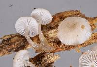 Mycena austrororida image