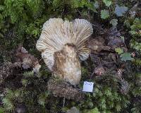 Lactarius sepiaceus image