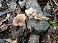 Entoloma duplocoloratum image