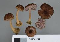 Laccaria lilacina image