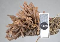 Clavulina urnigerobasidiata image