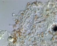 Crepidotus rufofloccosus image
