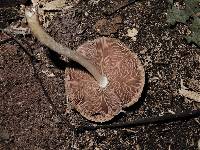 Volvariella hypopithys image