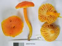 Hygrocybe firma image