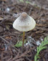 Mycena filopes image