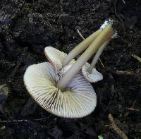 Entoloma pteridicola image