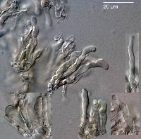 Pseudobaeospora aciculifera image