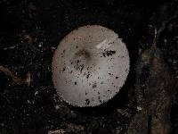 Volvariella hypopithys image