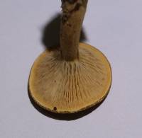 Cantharellus umbriceps image