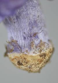 Cortinarius coneae image