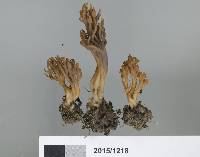 Clavulina purpurea image
