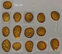 Puccinia lapsanae image