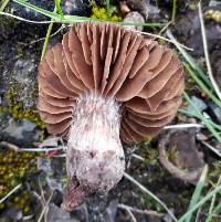 Cortinarius vernus image