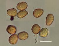 Puccinia tiritea image