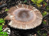 Amanita pekeoides image