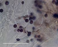 Apiospora montagnei image