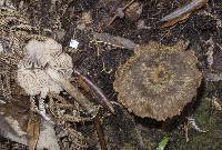 Entoloma translucidum image