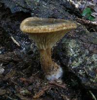 Cantharellus umbriceps image