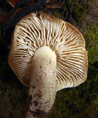 Tricholoma viridiolivaceum image