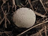 Lycoperdon reticulatum image