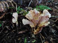 Gloeocantharellus dingleyae image