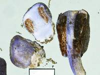 Cortinarius coneae image