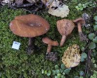 Lactarius umerensis image