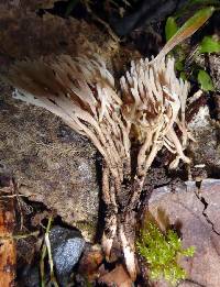 Ramariopsis cremicolor image