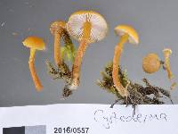 Cystoderma muscicola image