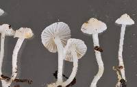 Hemimycena lactea image