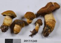 Descolea maculata image