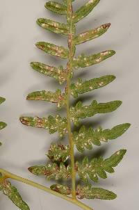 Uredinopsis pteridis image