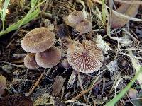 Inocybe pseudorubens image