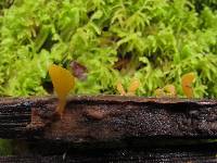 Calocera guepinioides image