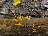 Calocera pedicellata image