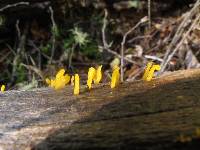 Calocera guepinioides image