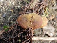 Heimiomyces atrofulvus image