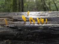 Dacrymyces flabelliformis image