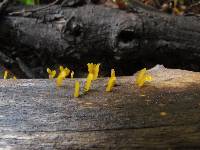 Calocera guepinioides image