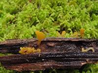 Calocera guepinioides image