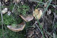 Lactarius tawai image