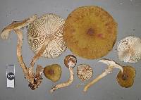 Armillaria novae-zelandiae image