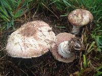 Agaricus arvensis image